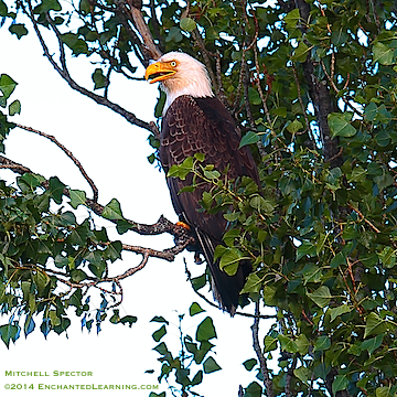 Bald Eagle in Tree