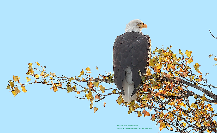 Bald Eagle on a November Day