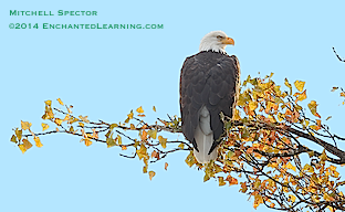 Bald Eagle on a November Day