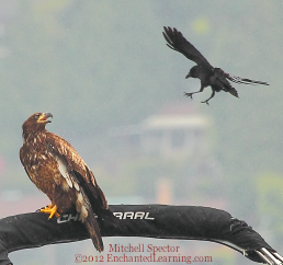 Crow Harassing Young Bald Eagle