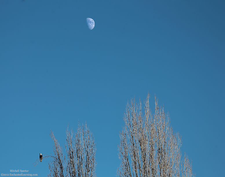 Bald Eagle, Underneath the Moon