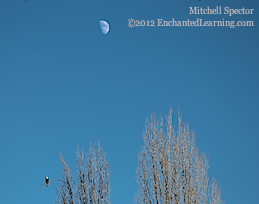 Bald Eagle, Underneath the Moon