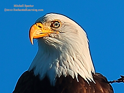 Close-up of a Bald Eagle's Head