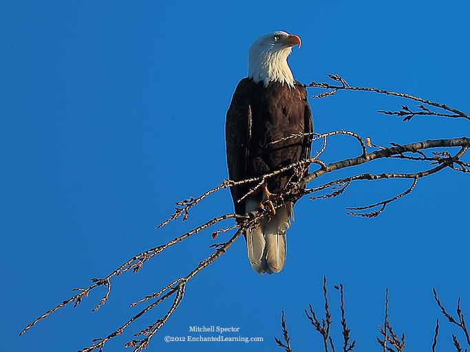 Bald Eagle, Glistening in the Sun