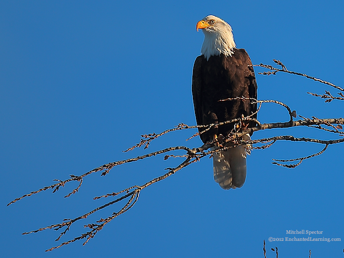 Bald Eagle Looking Left