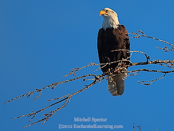 Bald Eagle Looking Left