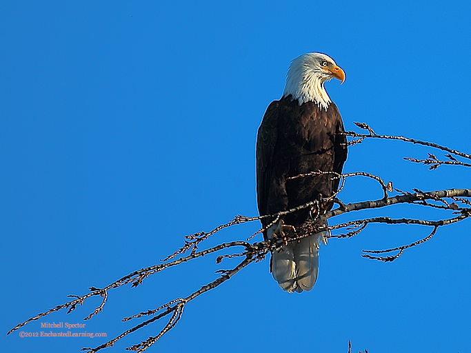 Eagle-Eyed