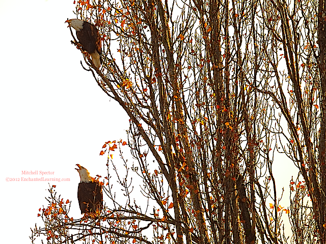 Two Singing Bald Eagles