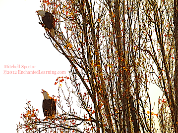 Two Singing Bald Eagles