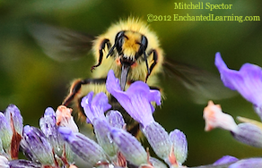 Bee Drinking Lavender Nectar
