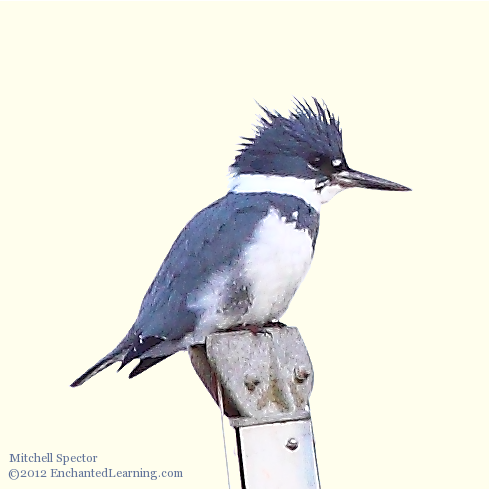 Belted Kingfisher