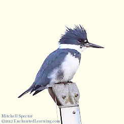 Belted Kingfisher