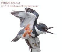 Belted Kingfisher with Open Beak