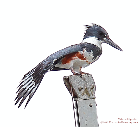 Belted Kingfisher with Unfurled Tail Feathers