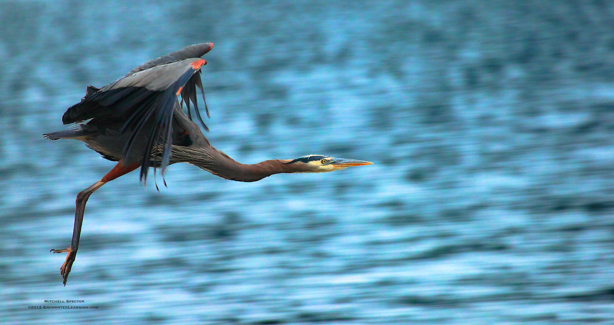 A Great Blue Heron, Just in Flight