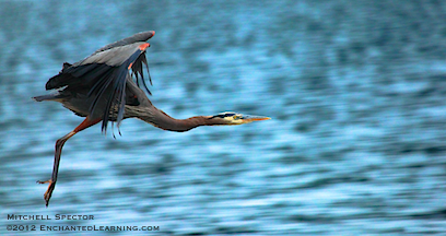 A Great Blue Heron, Just in Flight