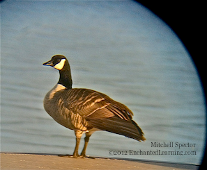 Canada Goose Glistening Bronze