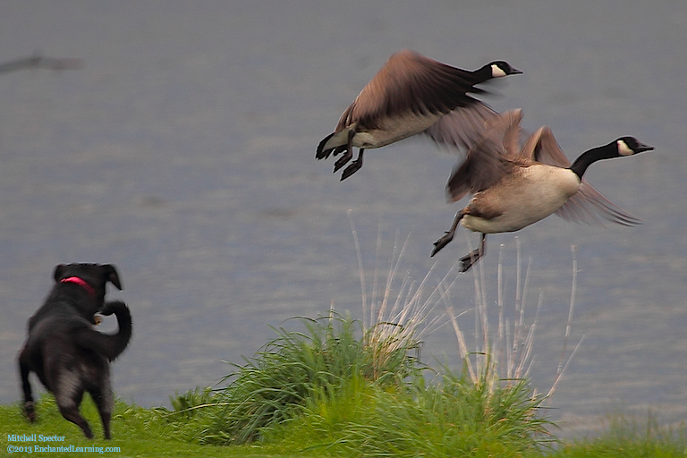 Two Canada Geese Flying from a Dog