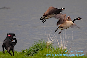 Two Canada Geese Flying from a Dog