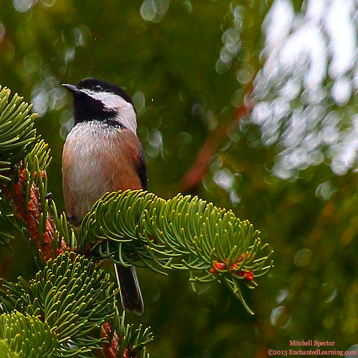 Chestnut-Backed Chickadee in a Tree