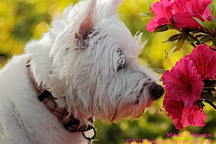 Westie with Flower