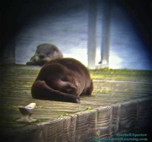 Another Otter, Climbing Out of the Lake