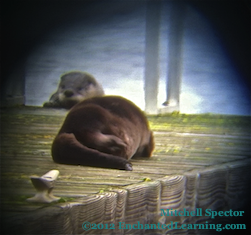 Another Otter, Climbing Out of the Lake