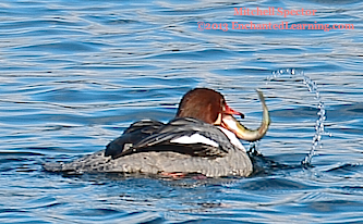 Common Merganser Eating a Fish