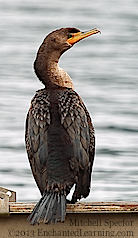 Juvenile Double-Crested Cormorant