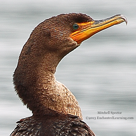 Head of a Juvenile Double-Crested Cormorant