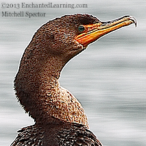 Head of a Juvenile Double-Crested Cormorant