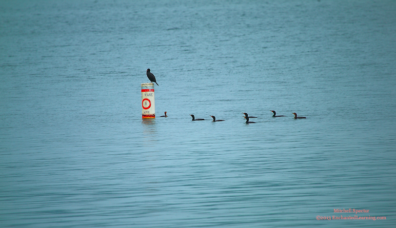 Cormorants Waiting Their Turn
