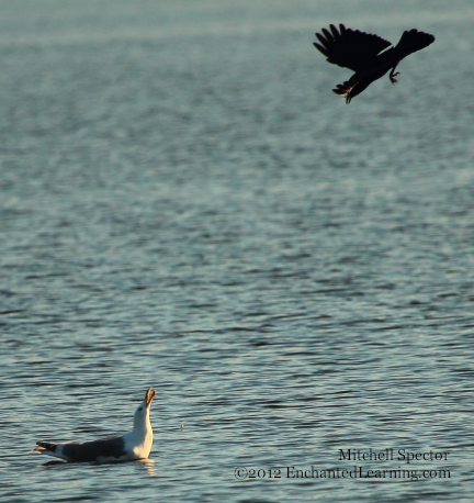 Crow Harassing Gull