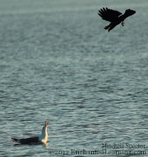 Crow Harassing Gull