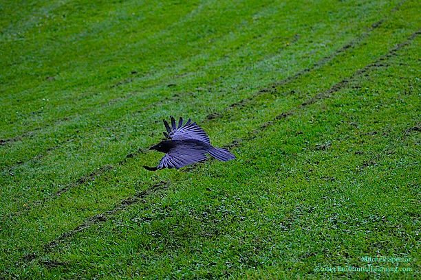 American Crow in Flight