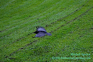 American Crow in Flight