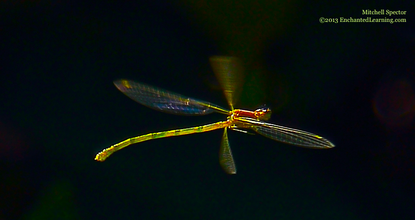 Damselfly in Flight