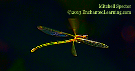 Damselfly in Flight