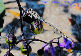 Immature Male Tule Bluet Damselfly