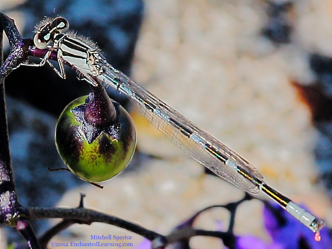 Close-up of Immature Male Tule Bluet Damselfly