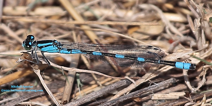 Male Tule Bluet Damselfly