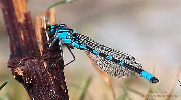 Male Tule Bluet Damselfly Perching on a Plant