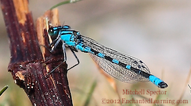 Male Tule Bluet Damselfly Perching on a Plant