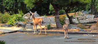 Two Deer