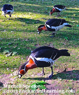 London Has Its Ducks in a Row