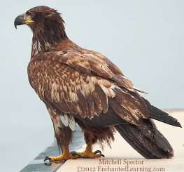 First-Year Bald Eagle