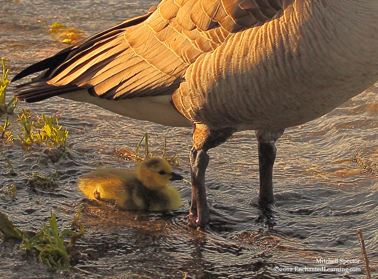 Canada Goose and Gosling