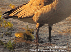 Canada Goose and Gosling