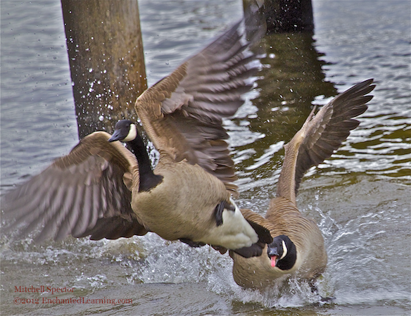 Two Canada Geese Clash