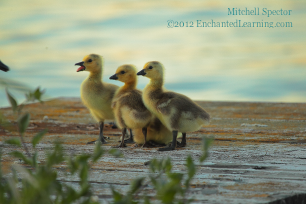 Goslings Posing in a Line